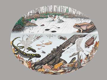 Vernal Pool Life: Colored pencil drawing done for a vernal pool poster