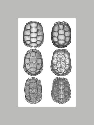 Northeastern Turtles