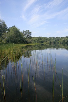 Coastal Pond